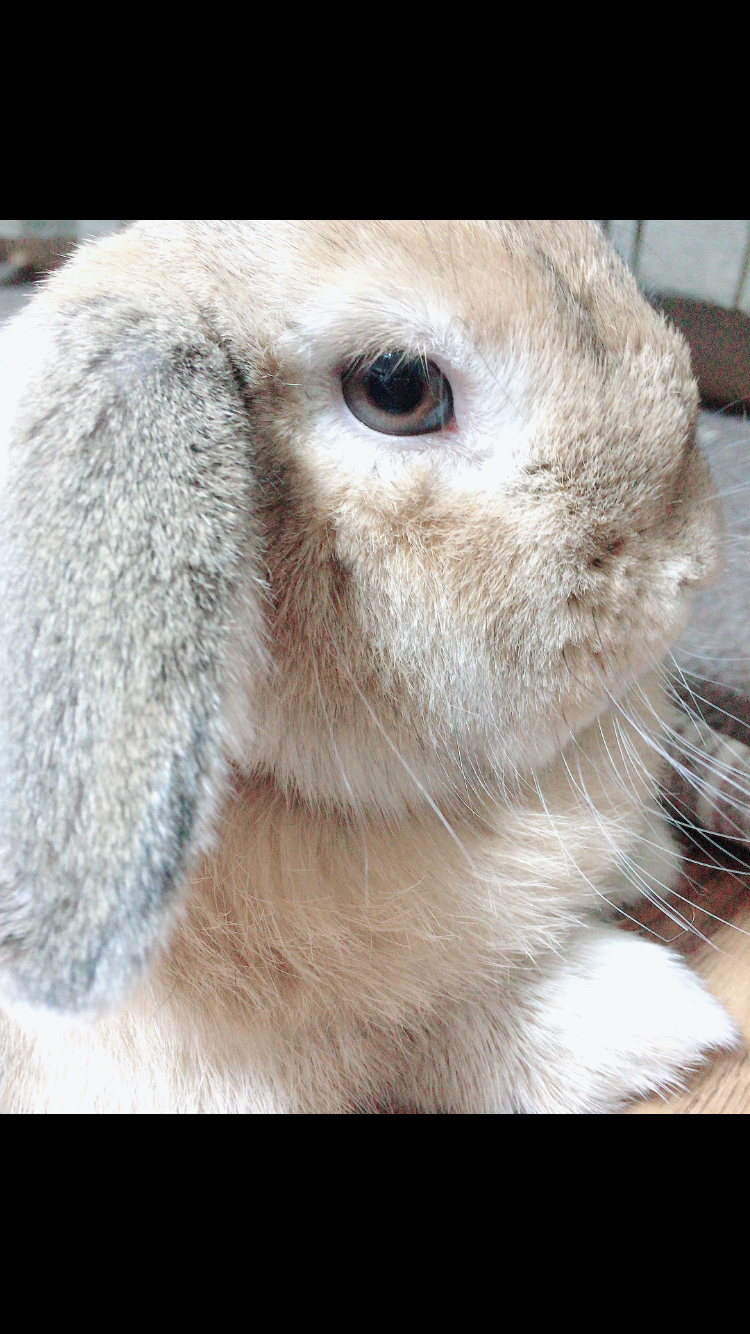 ウサギ好きのための雑談トピ🐰
