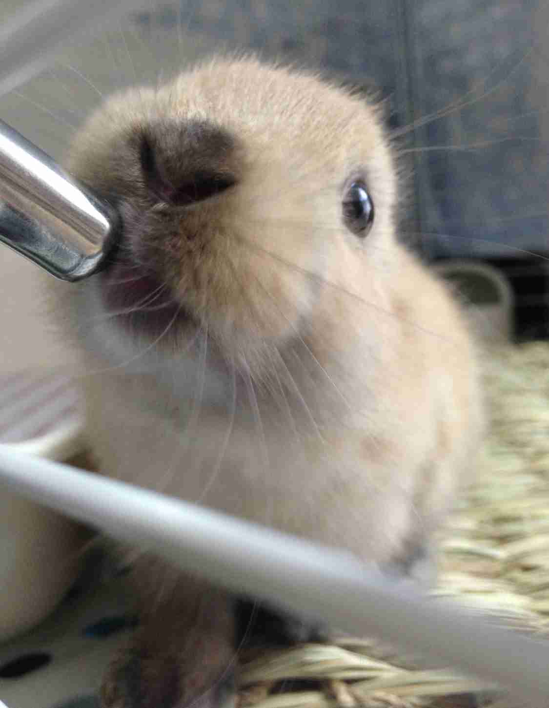 ウサギ好きのための雑談トピ🐰