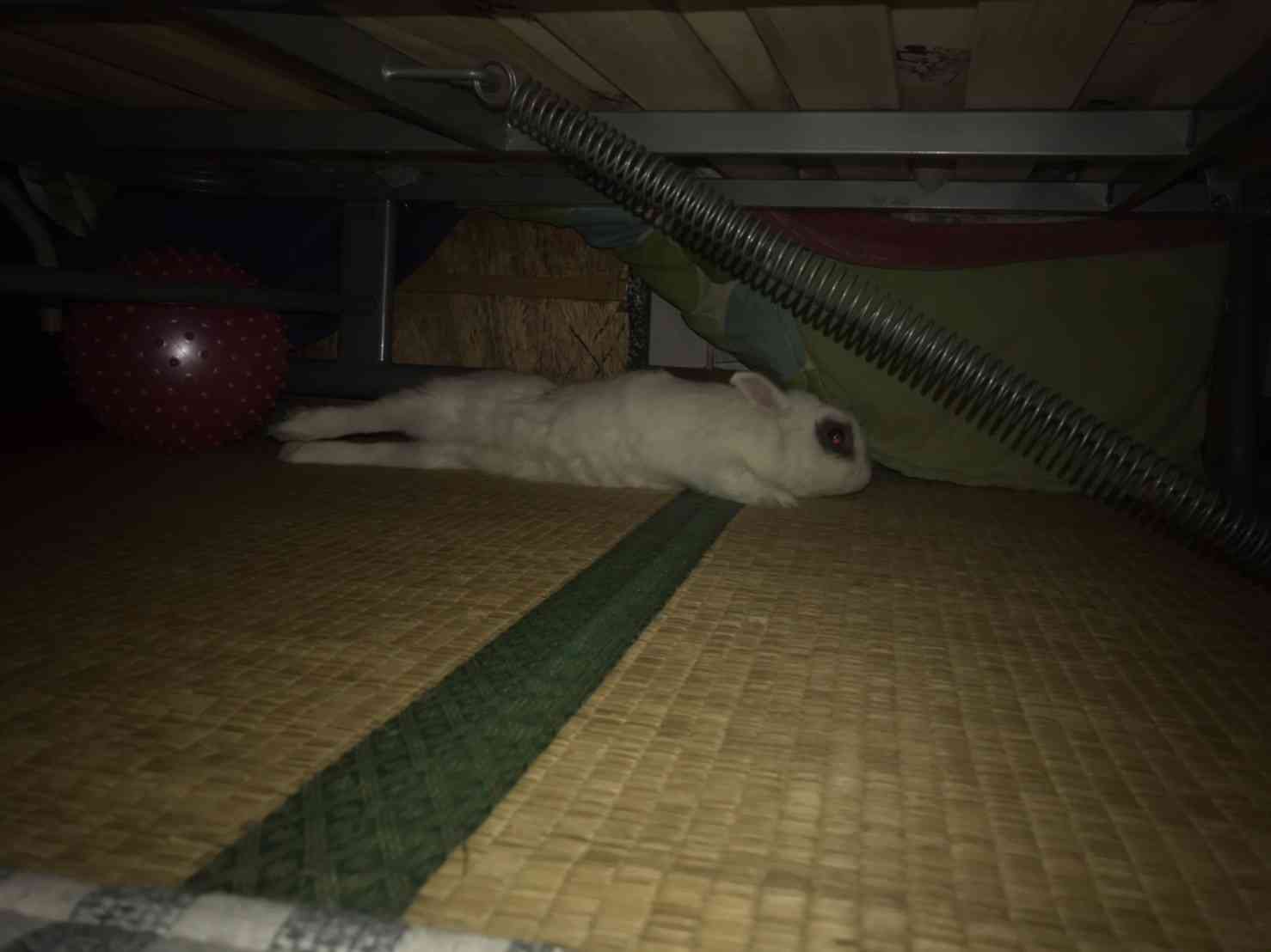 ウサギ好きのための雑談トピ🐰