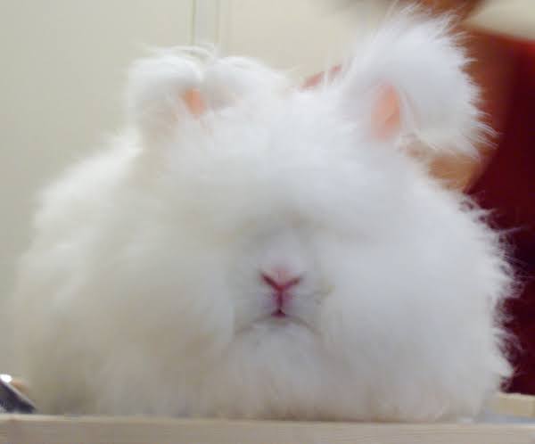 ウサギ好きのための雑談トピ🐰
