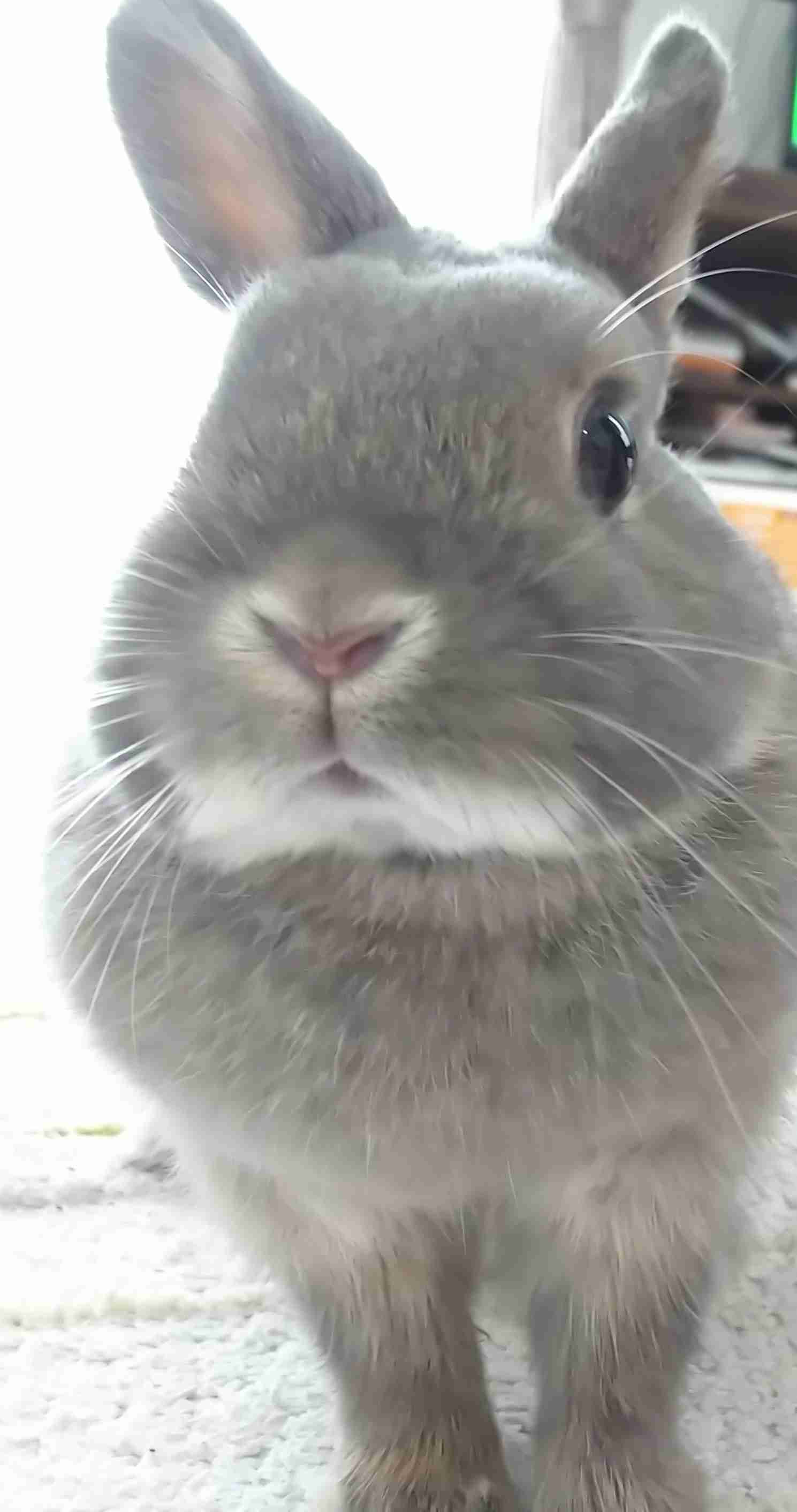 ウサギ好きのための雑談トピ🐰