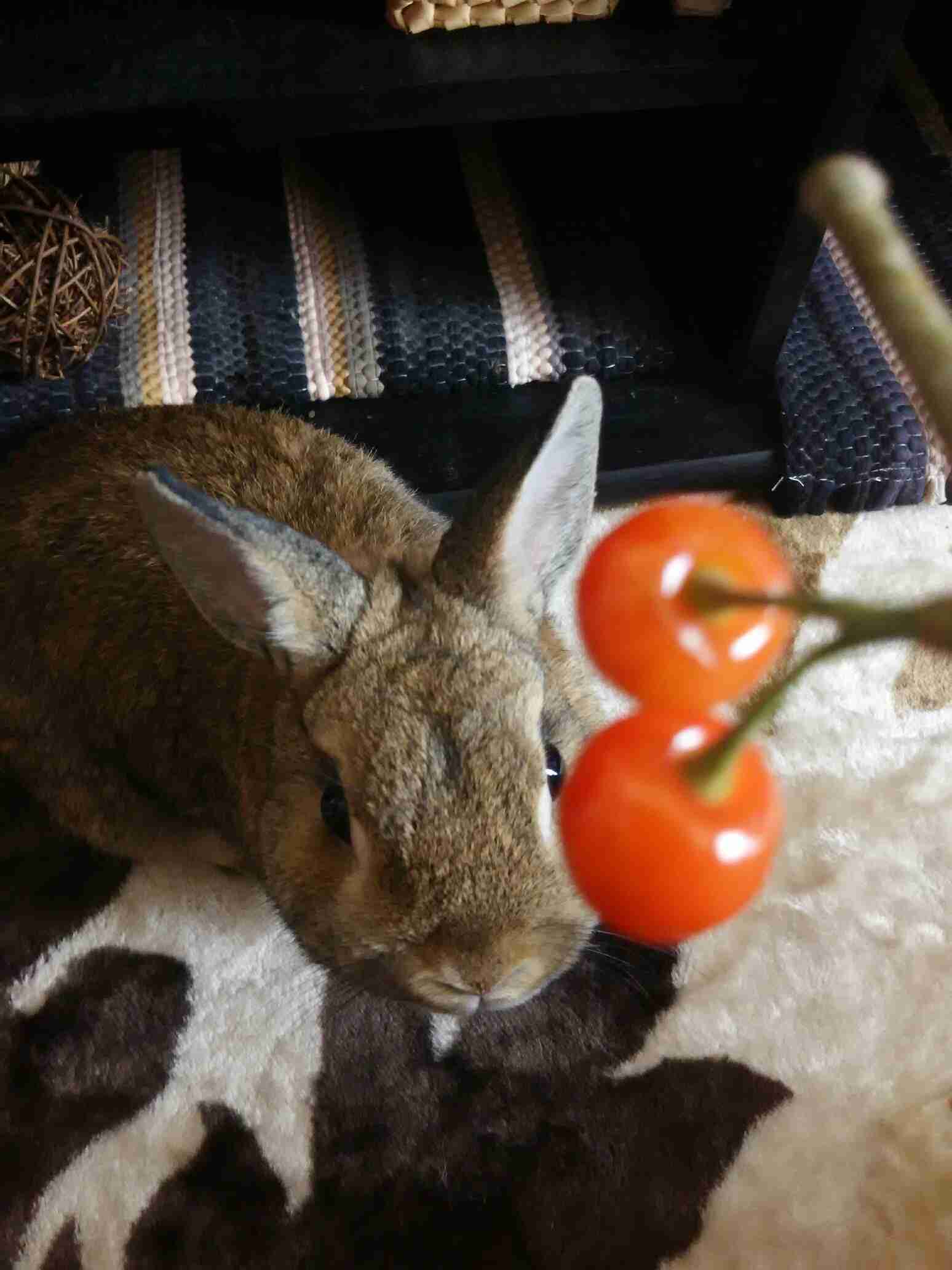 ウサギ好きのための雑談トピ🐰