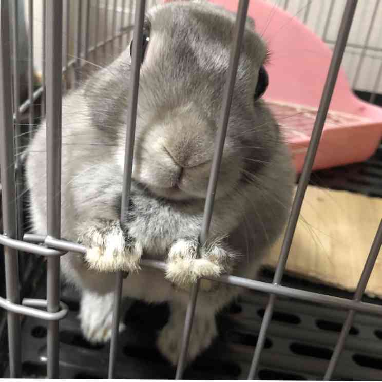 ウサギ好きのための雑談トピ🐰