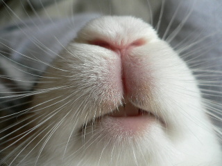 ウサギ好きのための雑談トピ🐰