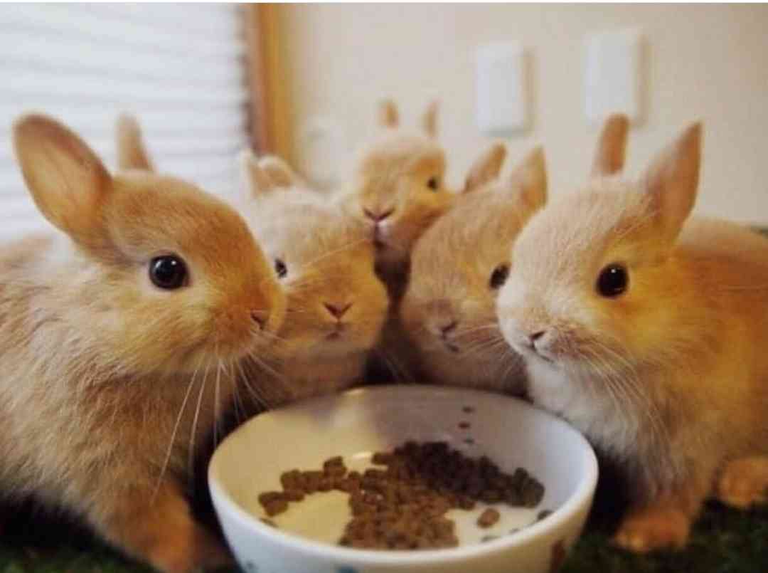 ウサギ好きのための雑談トピ🐰