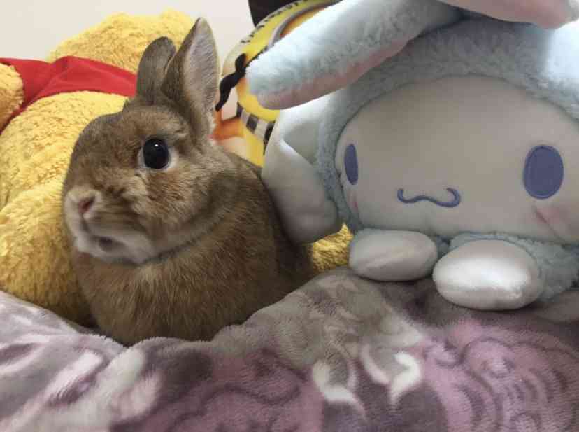 ウサギ好きのための雑談トピ🐰
