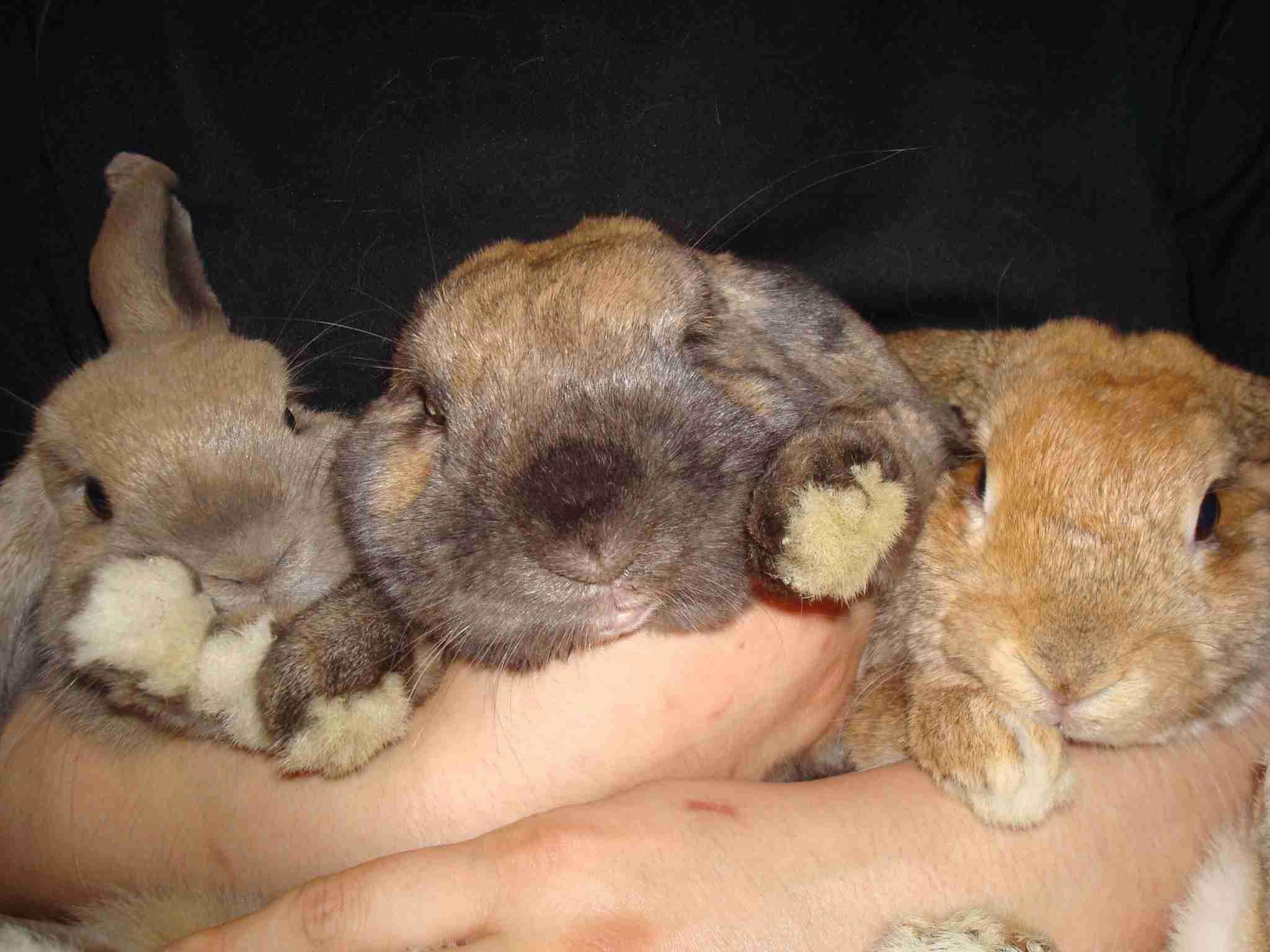 ウサギ好きのための雑談トピ🐰