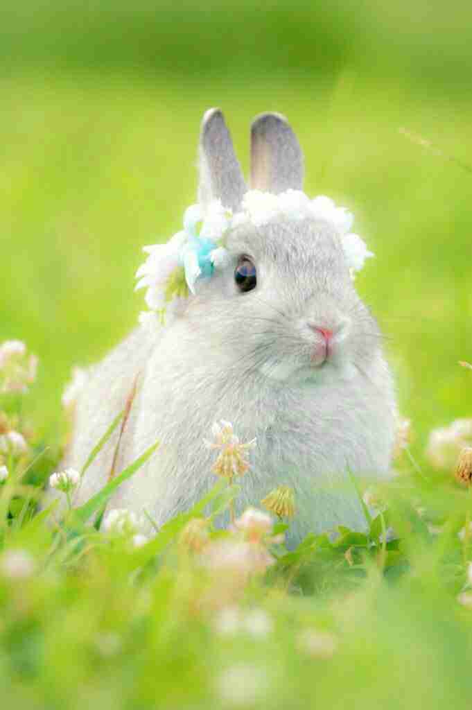 ウサギ好きのための雑談トピ🐰