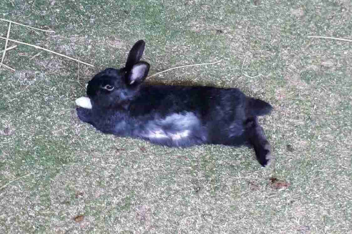 ウサギ好きのための雑談トピ🐰