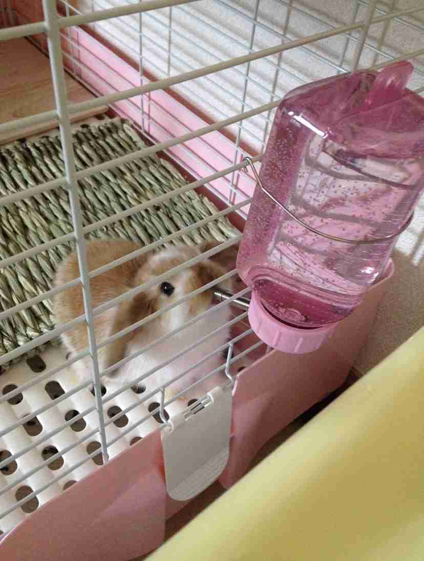 ウサギ好きのための雑談トピ🐰