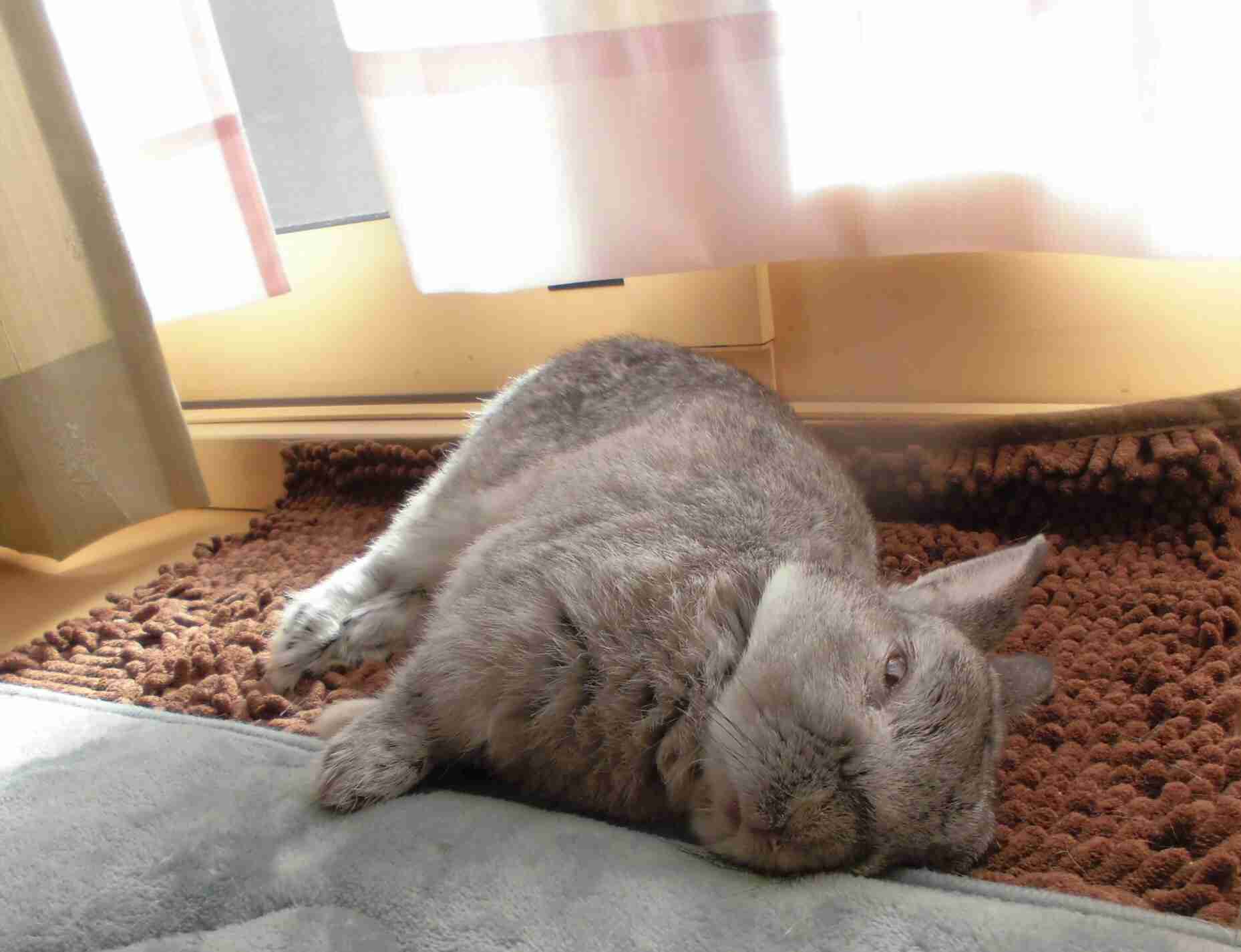 ウサギ好きのための雑談トピ🐰