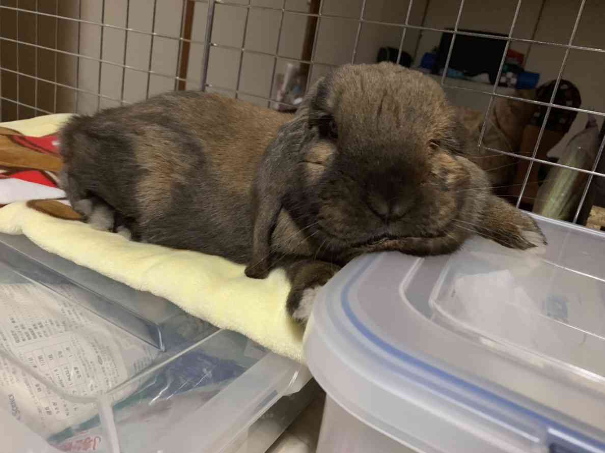 ウサギ好きのための雑談トピ🐰