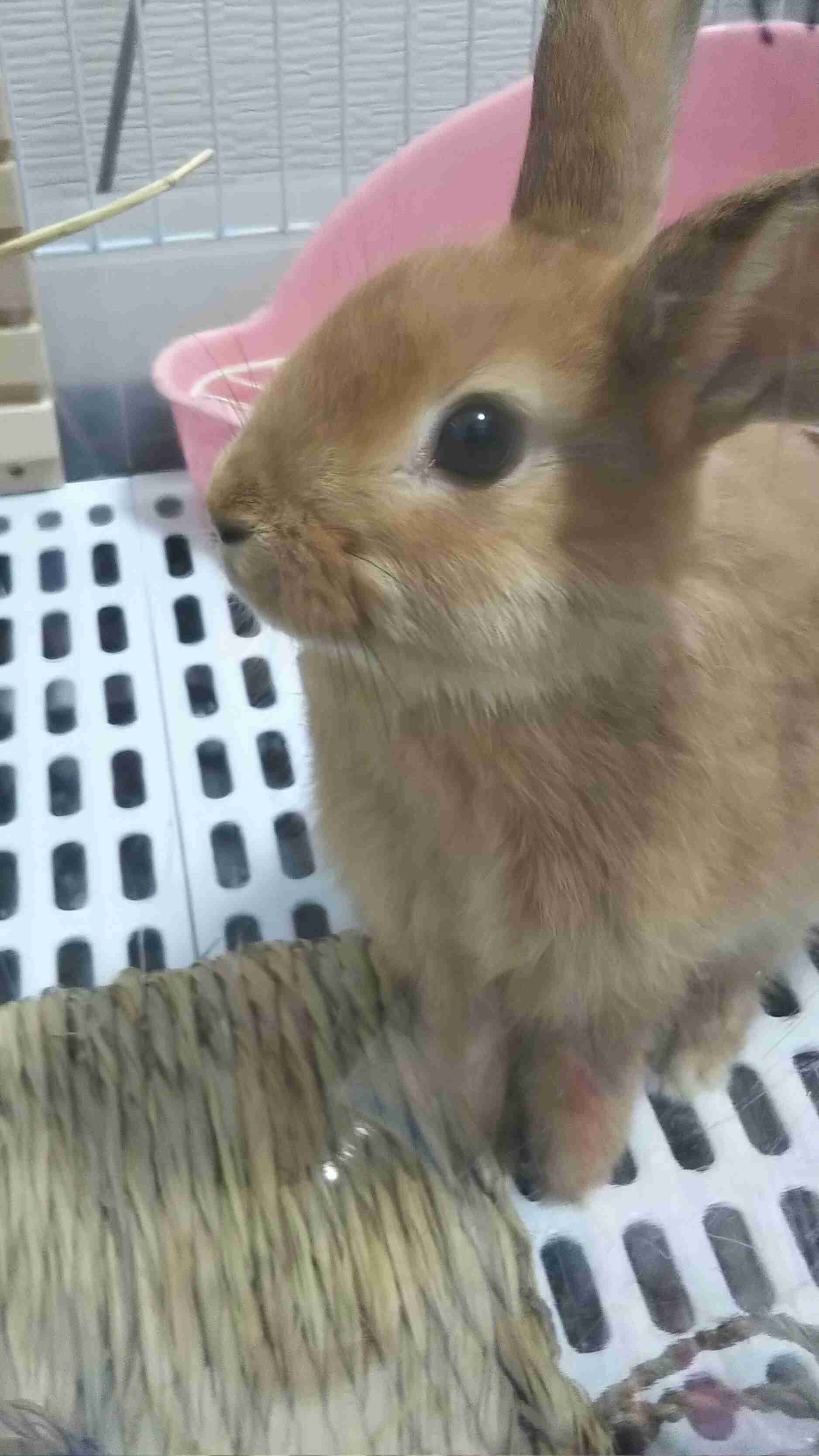 ウサギ好きのための雑談トピ🐰