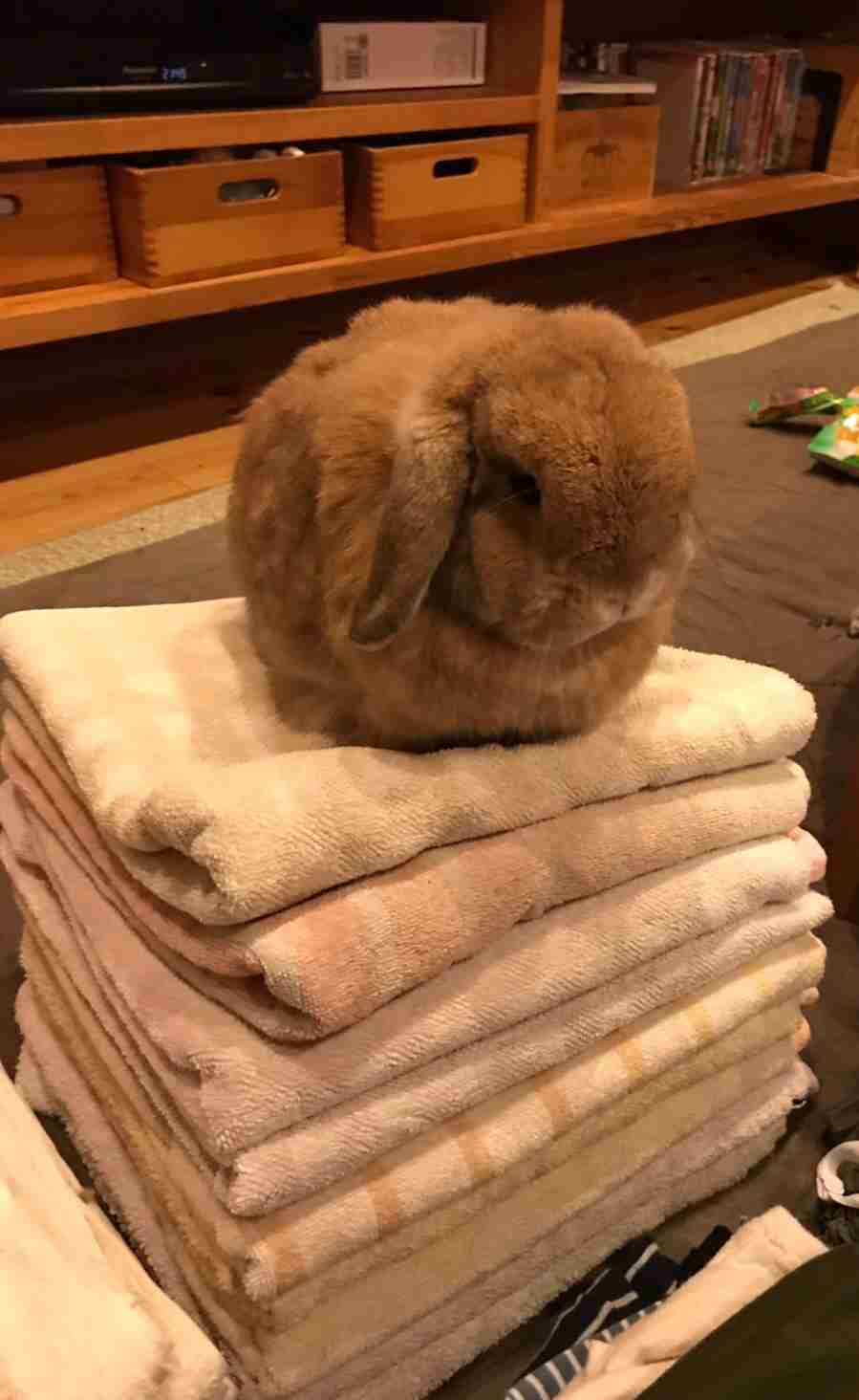 ウサギ好きのための雑談トピ🐰