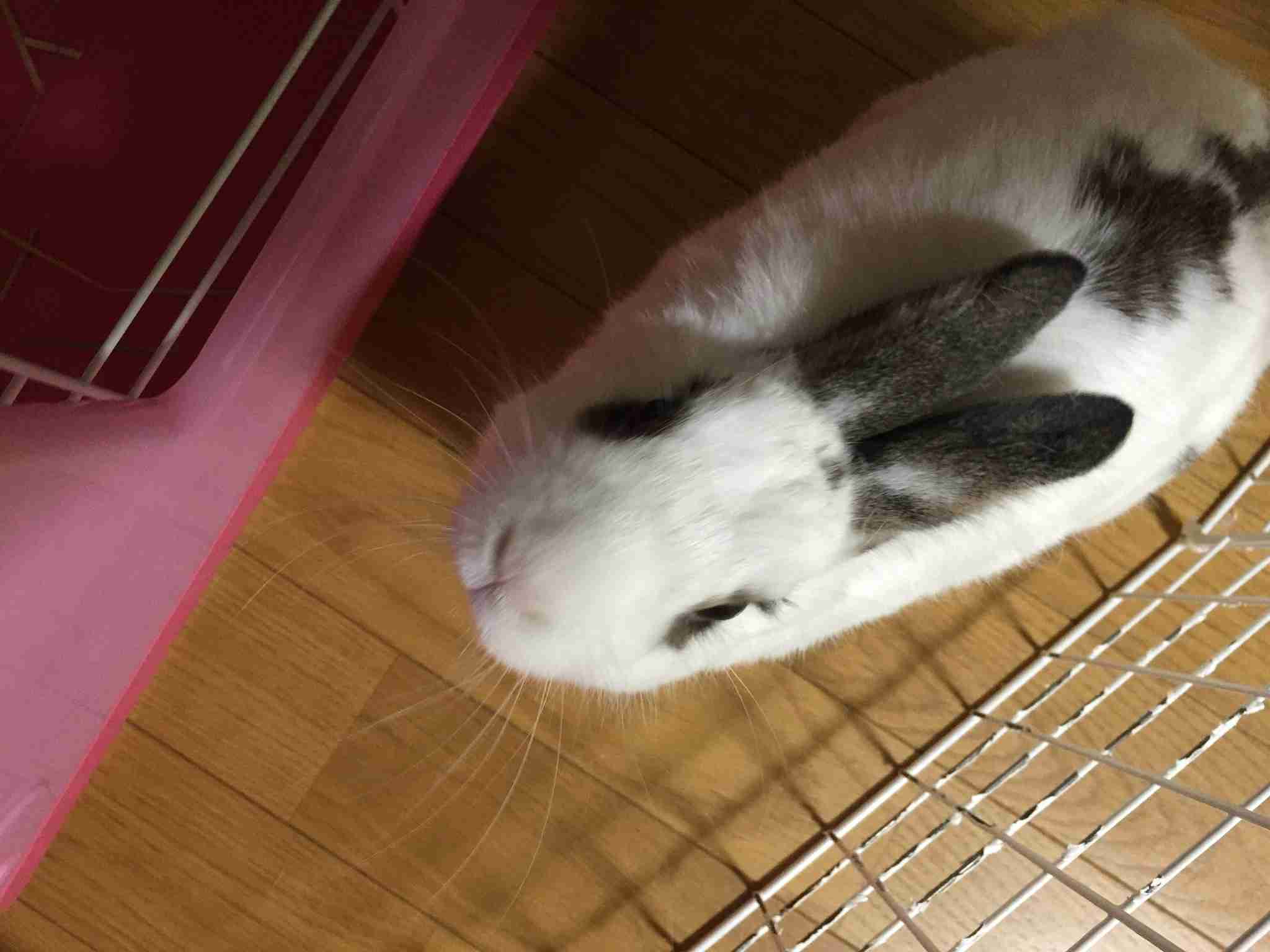 ウサギ好きのための雑談トピ🐰