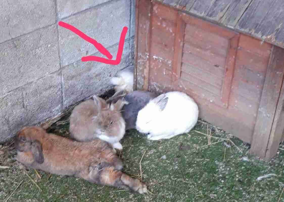 ウサギ好きのための雑談トピ🐰