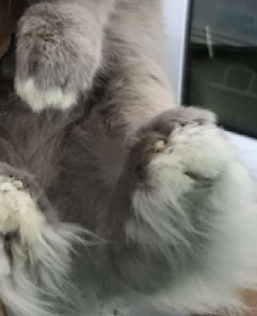 ウサギ好きのための雑談トピ🐰