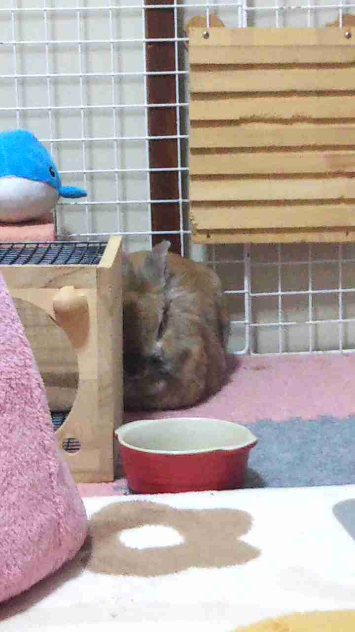 ウサギ好きのための雑談トピ🐰