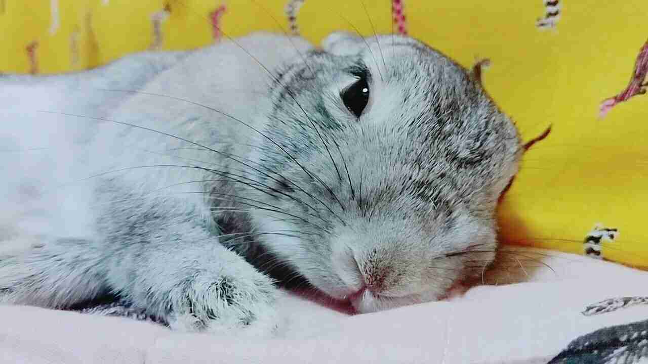 ウサギ好きのための雑談トピ🐰