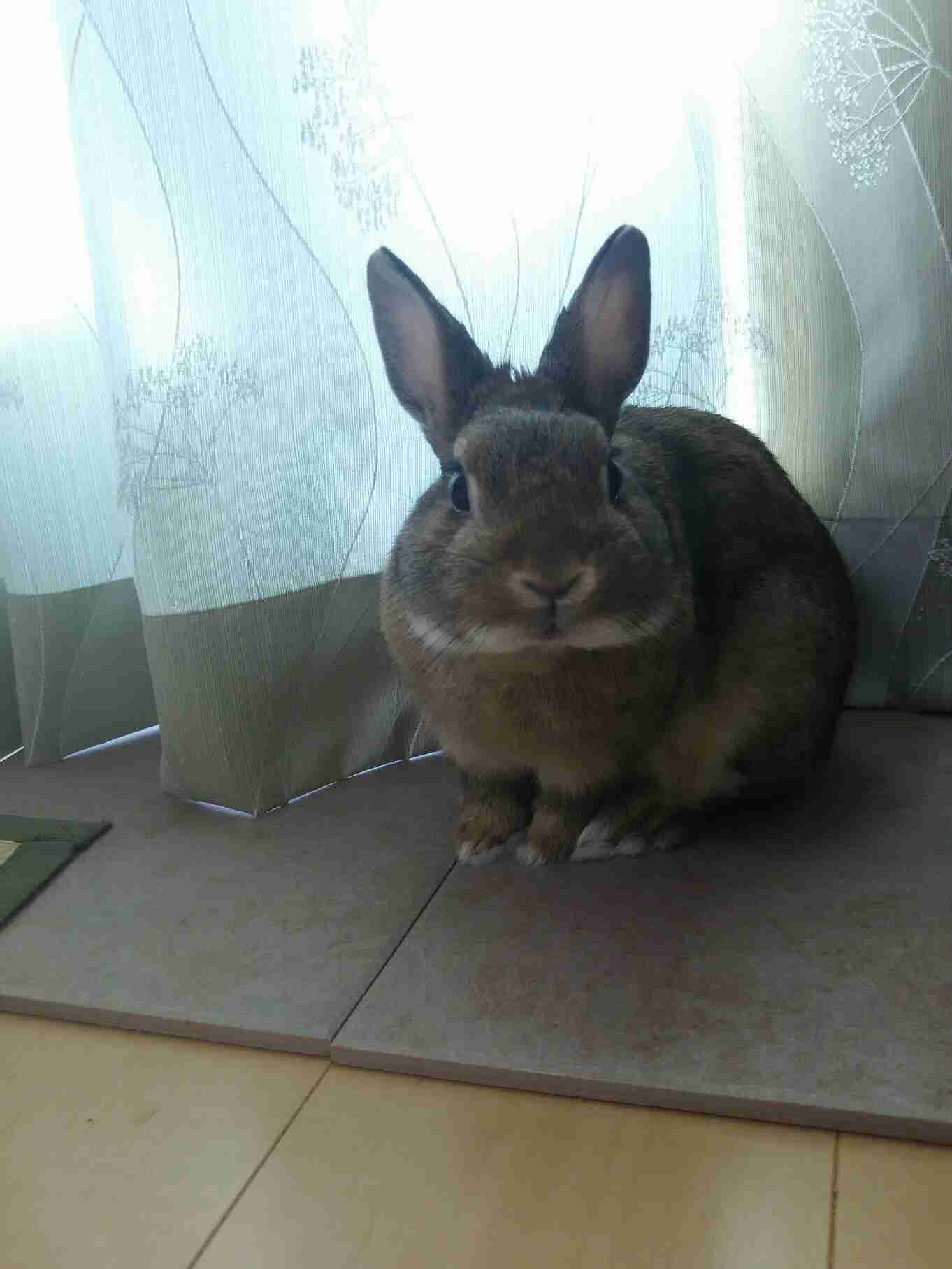 ウサギ好きのための雑談トピ🐰
