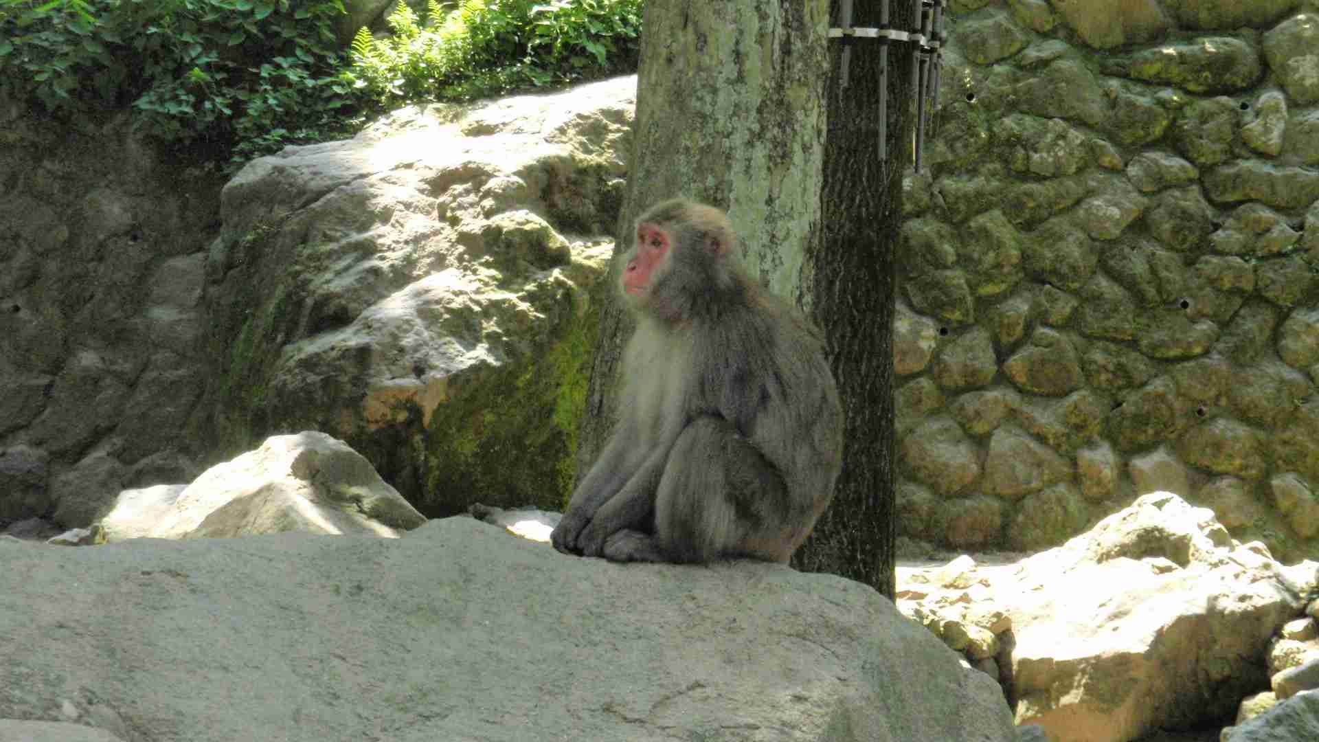 ディズニーランドにそこまで愛がない