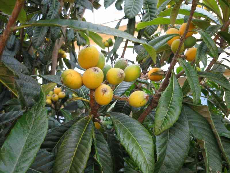 庭に果樹植えてる方