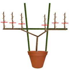 庭に果樹植えてる方