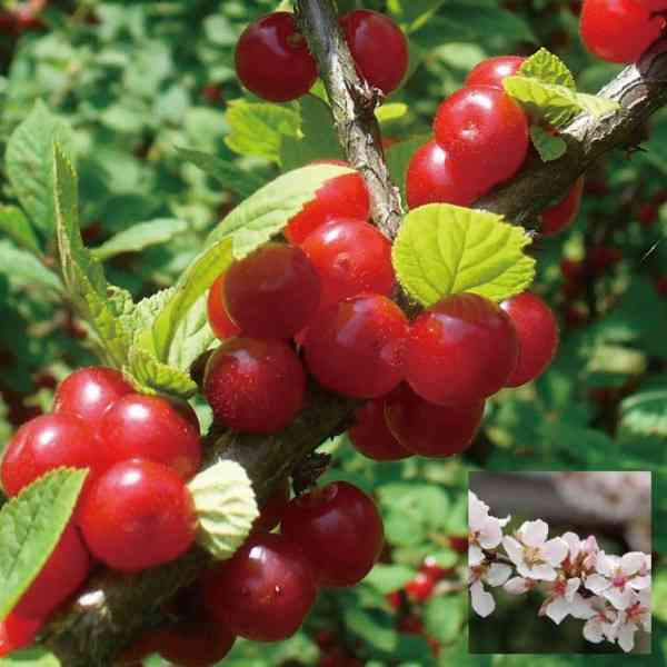 庭に果樹植えてる方