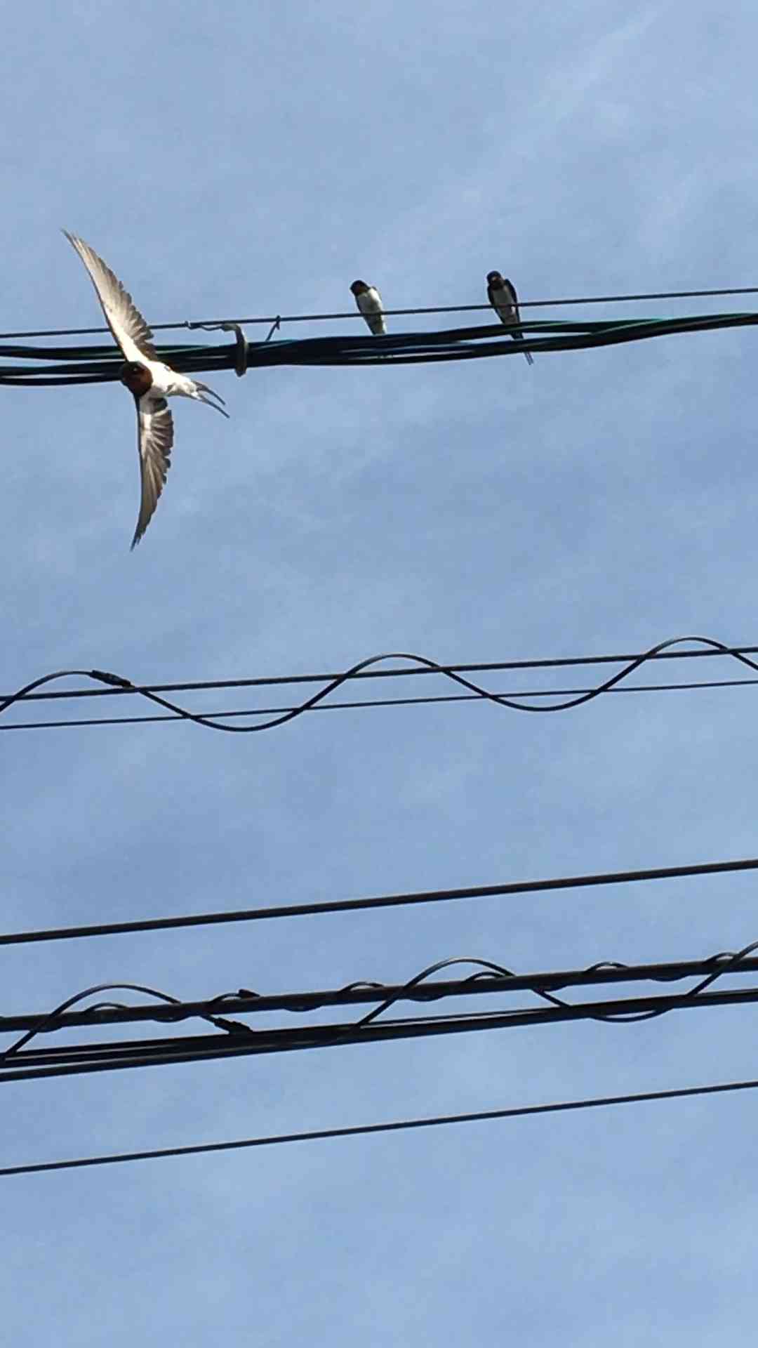 羽を広げている鳥の画像を貼るトピ