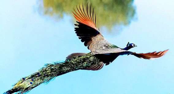 羽を広げている鳥の画像を貼るトピ