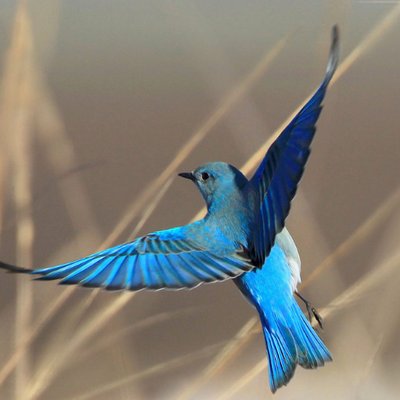 羽を広げている鳥の画像を貼るトピ