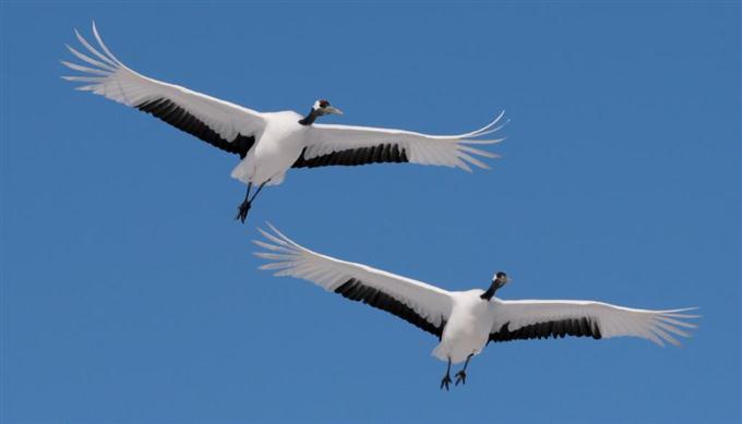 羽を広げている鳥の画像を貼るトピ