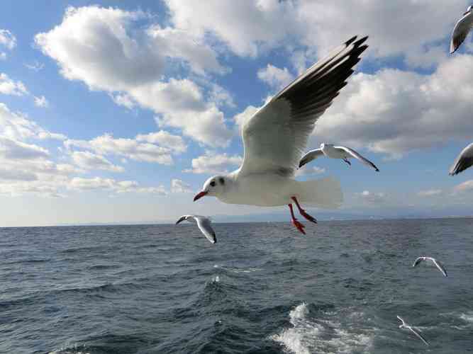 羽を広げている鳥の画像を貼るトピ