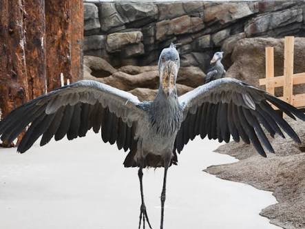 羽を広げている鳥の画像を貼るトピ