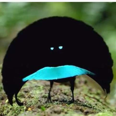 羽を広げている鳥の画像を貼るトピ
