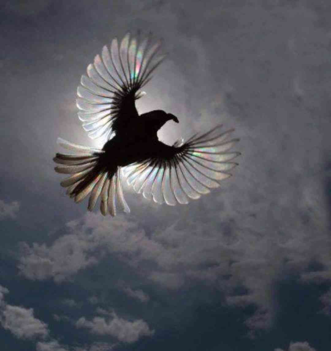 羽を広げている鳥の画像を貼るトピ
