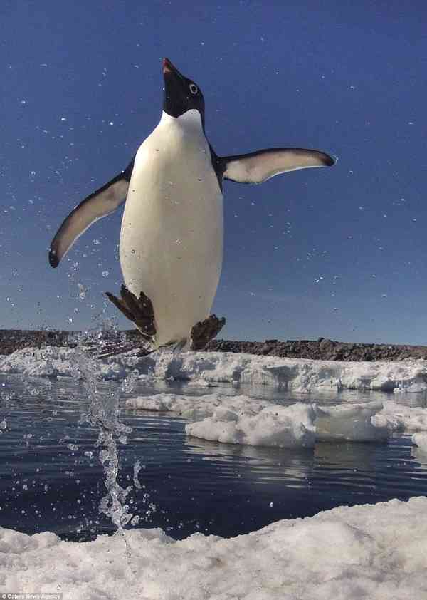 羽を広げている鳥の画像を貼るトピ