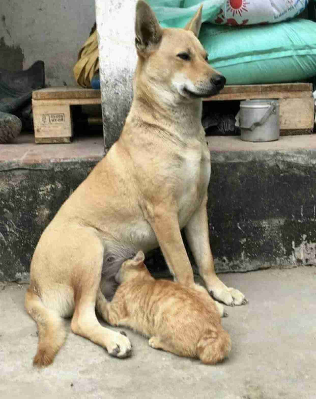 何かに夢中の動物たち