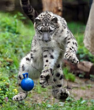 何かに夢中の動物たち