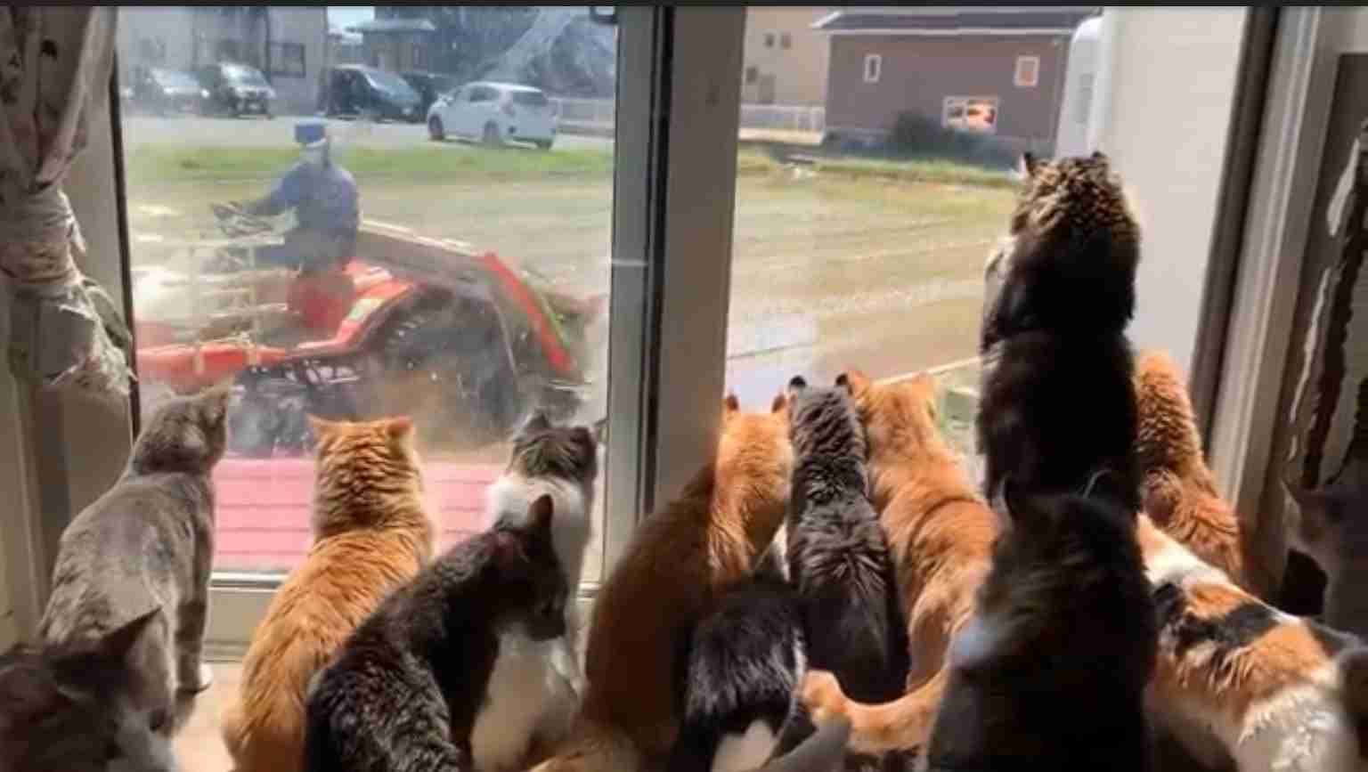 何かに夢中の動物たち