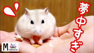 何かに夢中の動物たち