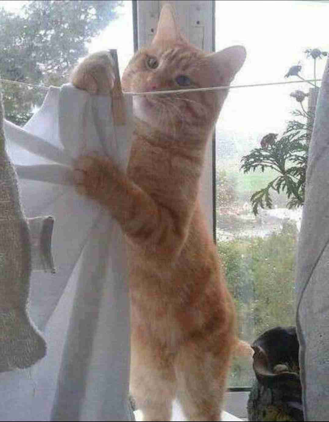 何かに夢中の動物たち