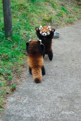 何かに夢中の動物たち