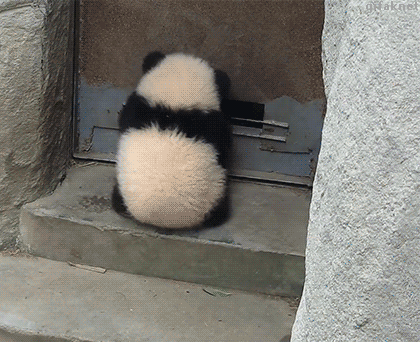 何かに夢中の動物たち