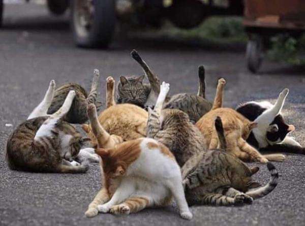 何かに夢中の動物たち