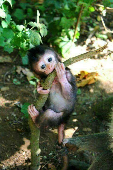 何かに夢中の動物たち