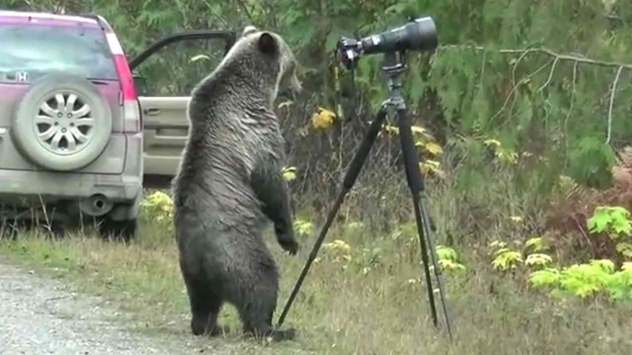 何かに夢中の動物たち
