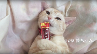 何かに夢中の動物たち