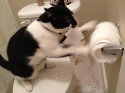 何かに夢中の動物たち
