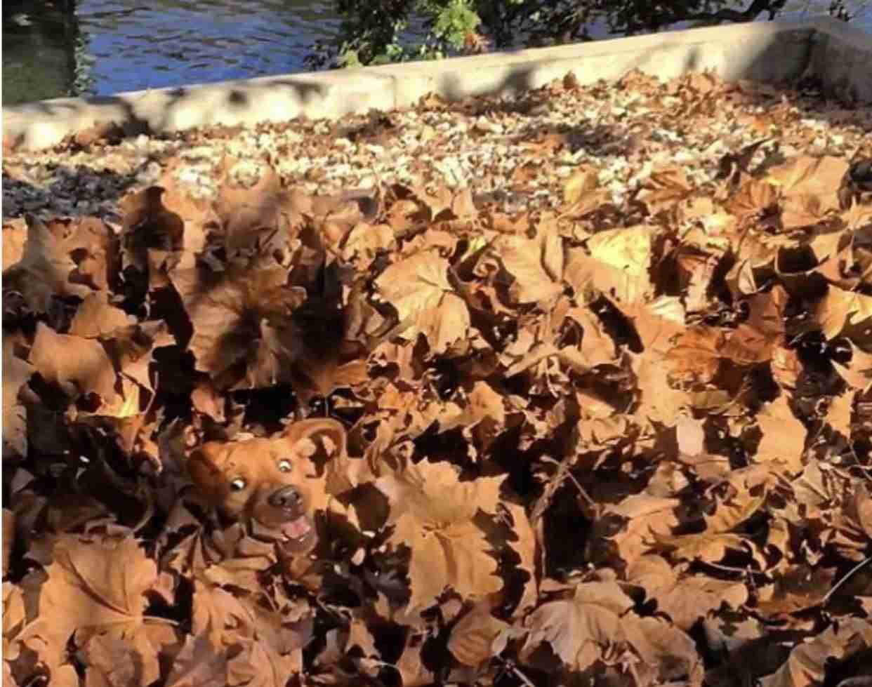 何かに夢中の動物たち